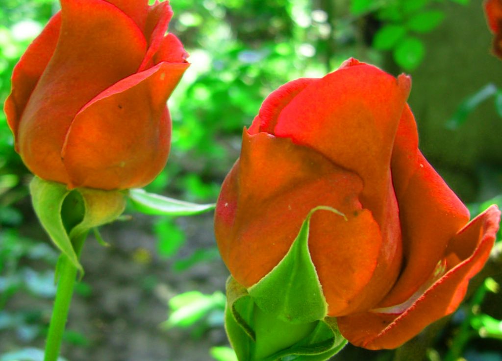 Download di sfondi per immagini HD di bellissimi fiori