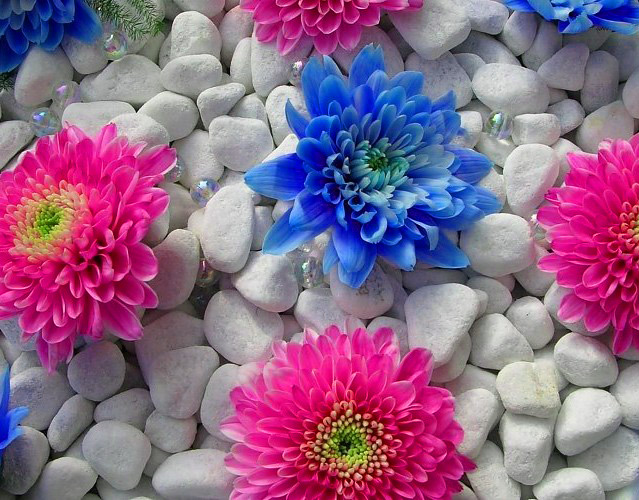 Download gratuito di sfondi HD di fiori bellissimi