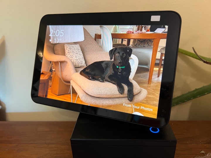 Foto di un cucciolo su Echo Show 8