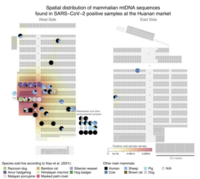 Distribuzione spaziale delle sequenze del mtDNA dei mammiferi trovate nei campioni SARS-CoV-2-positivi al mercato di Huanan.