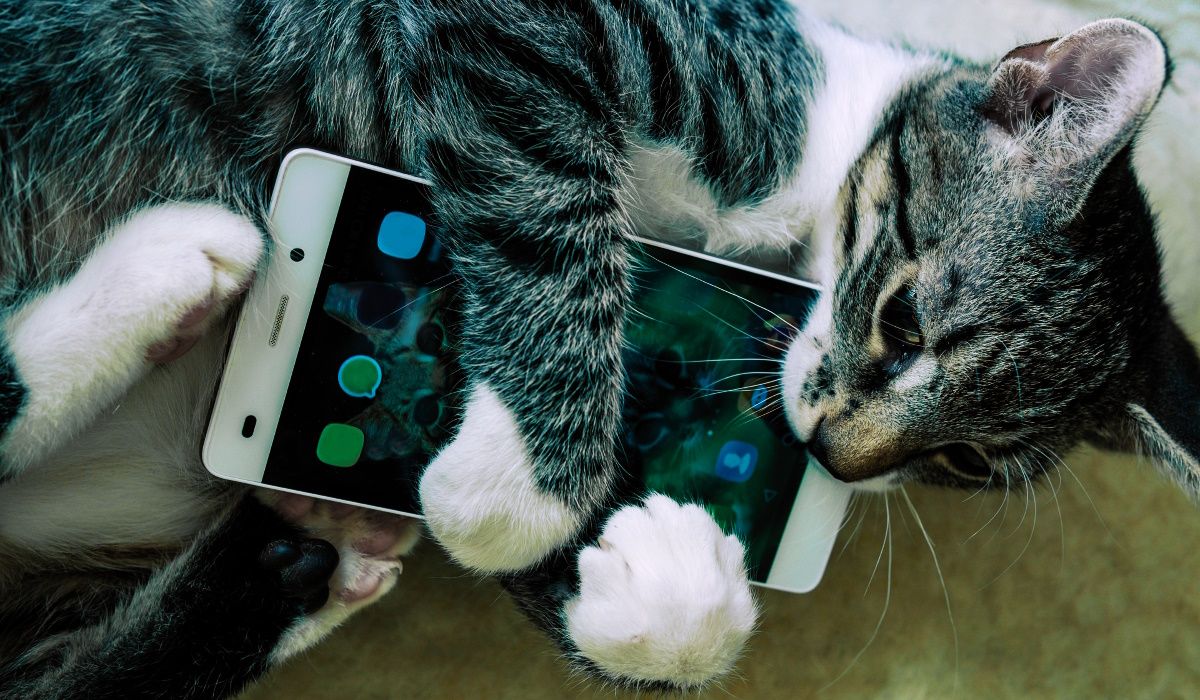 Un gatto hacker con uno smartphone rubato